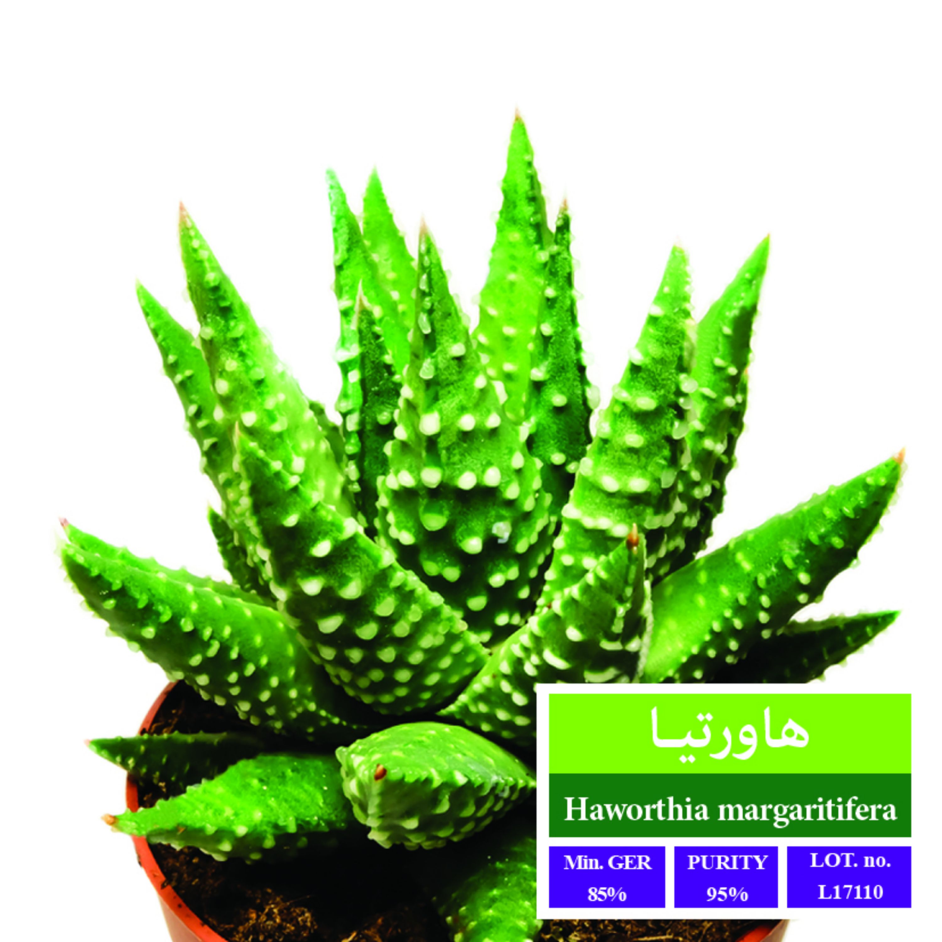 بذر کاکتوس هاورتیا بذر طلایی رویان 