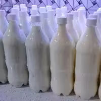 باکس 6تایی دوغ شترکویر سمنان همراه با نعنا 