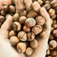 فندق خام شکسته(خندان) دو کیلوگرم فیدنو