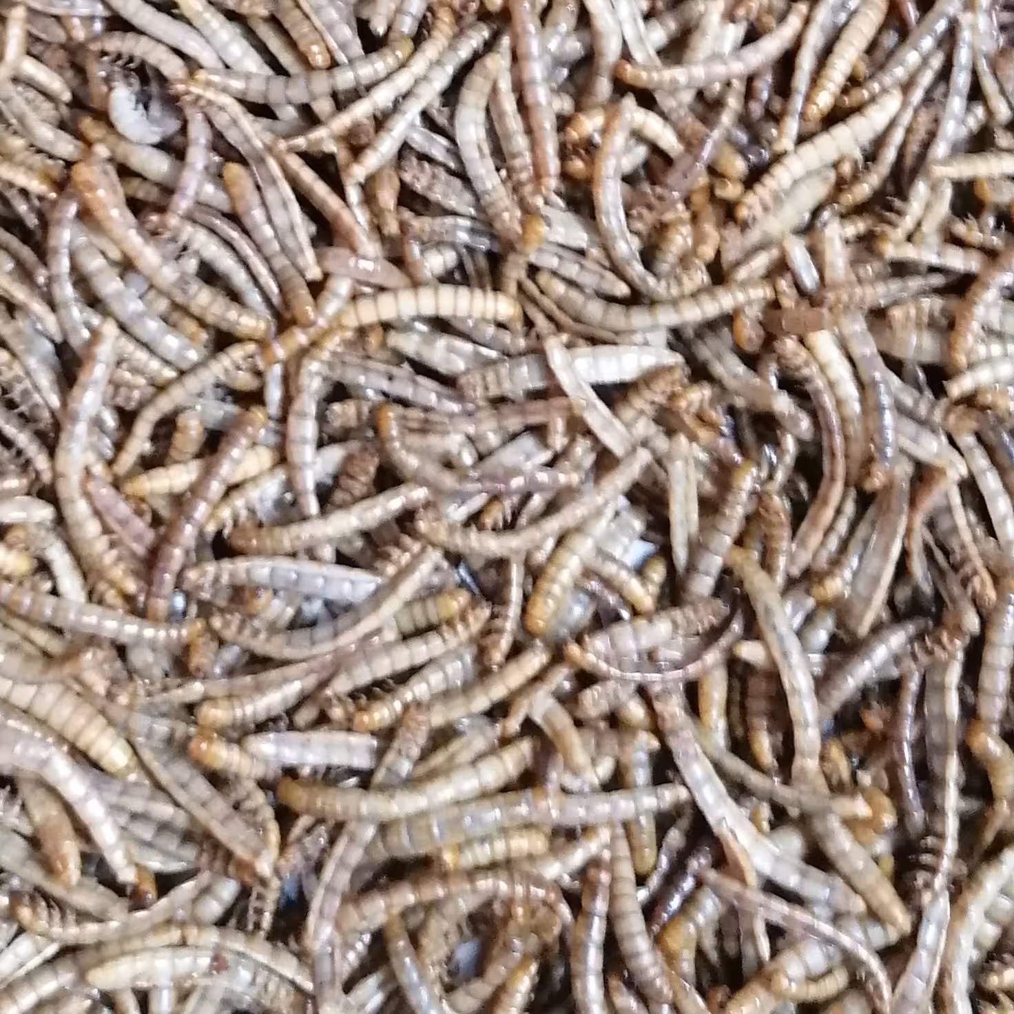 میلورم خشک ارگانیک با  بهترین تغذیه 