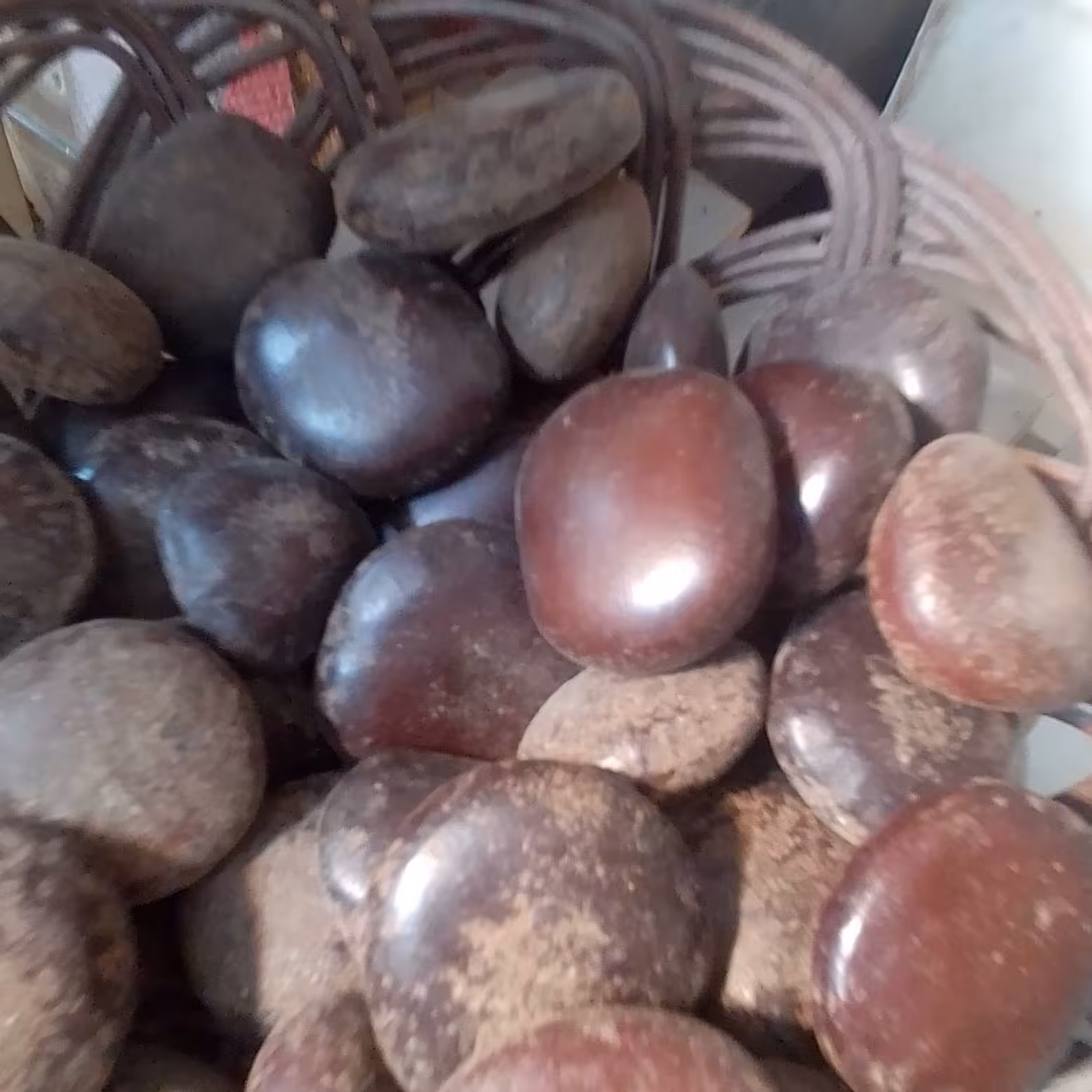 بلادورکبیر2عددی نروماده