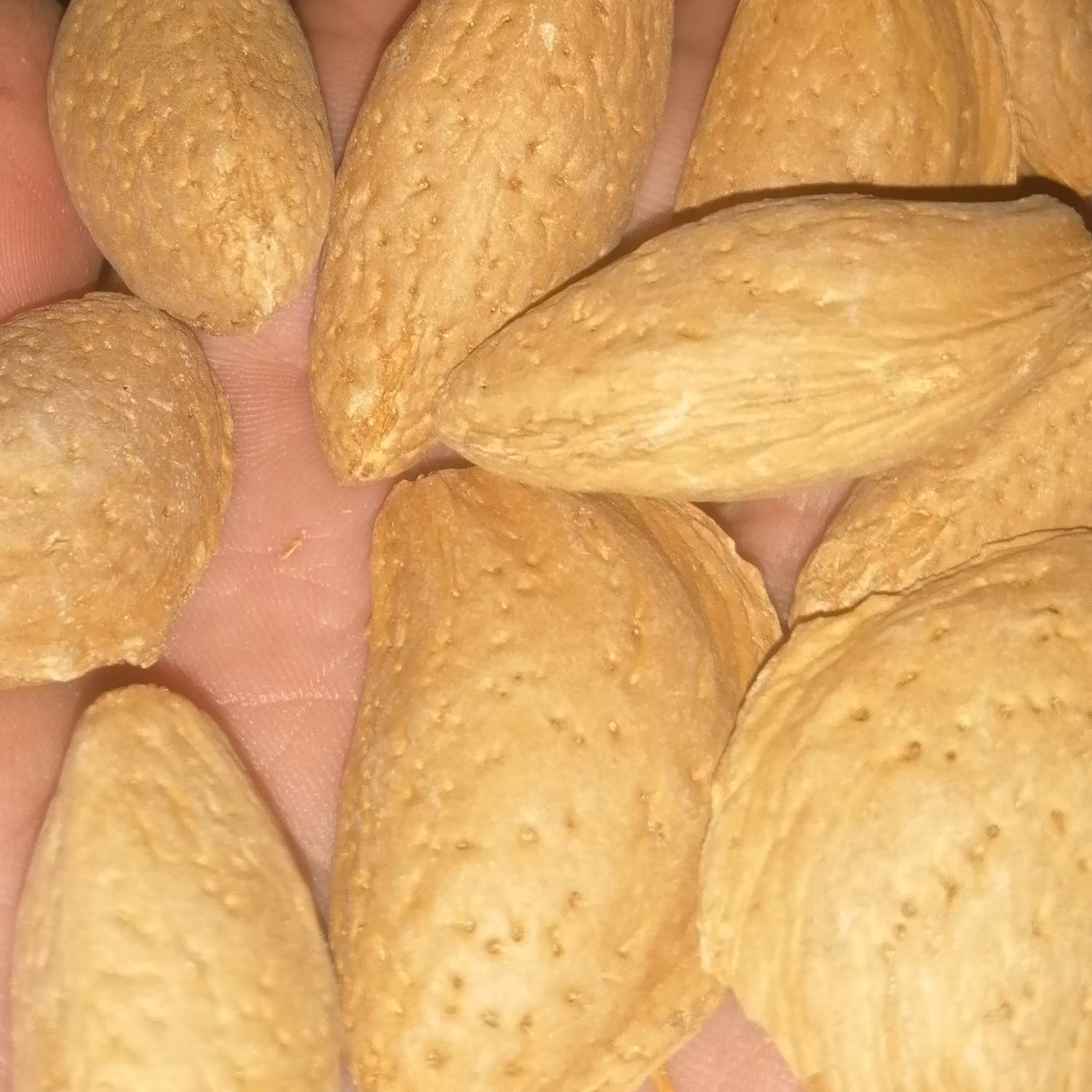 بادام مامایی    دو کیلو