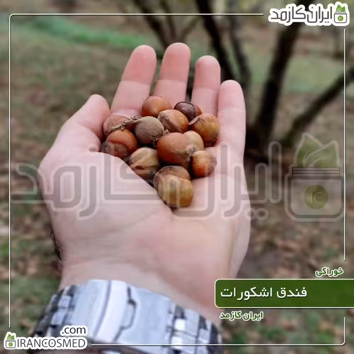 فندق تازه اشکورات رحیم اباد گیلان - خرید و قیمت فندوق خام برداشت 1402 - 1کیلویی 