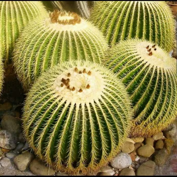 بذر کاکتوس اچینو گروزنی   400 عددی