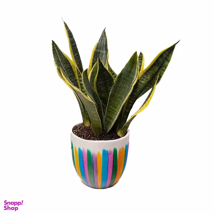 گلدان طبیعی سانسوریای ابلق کرواتی سایز بزرگ