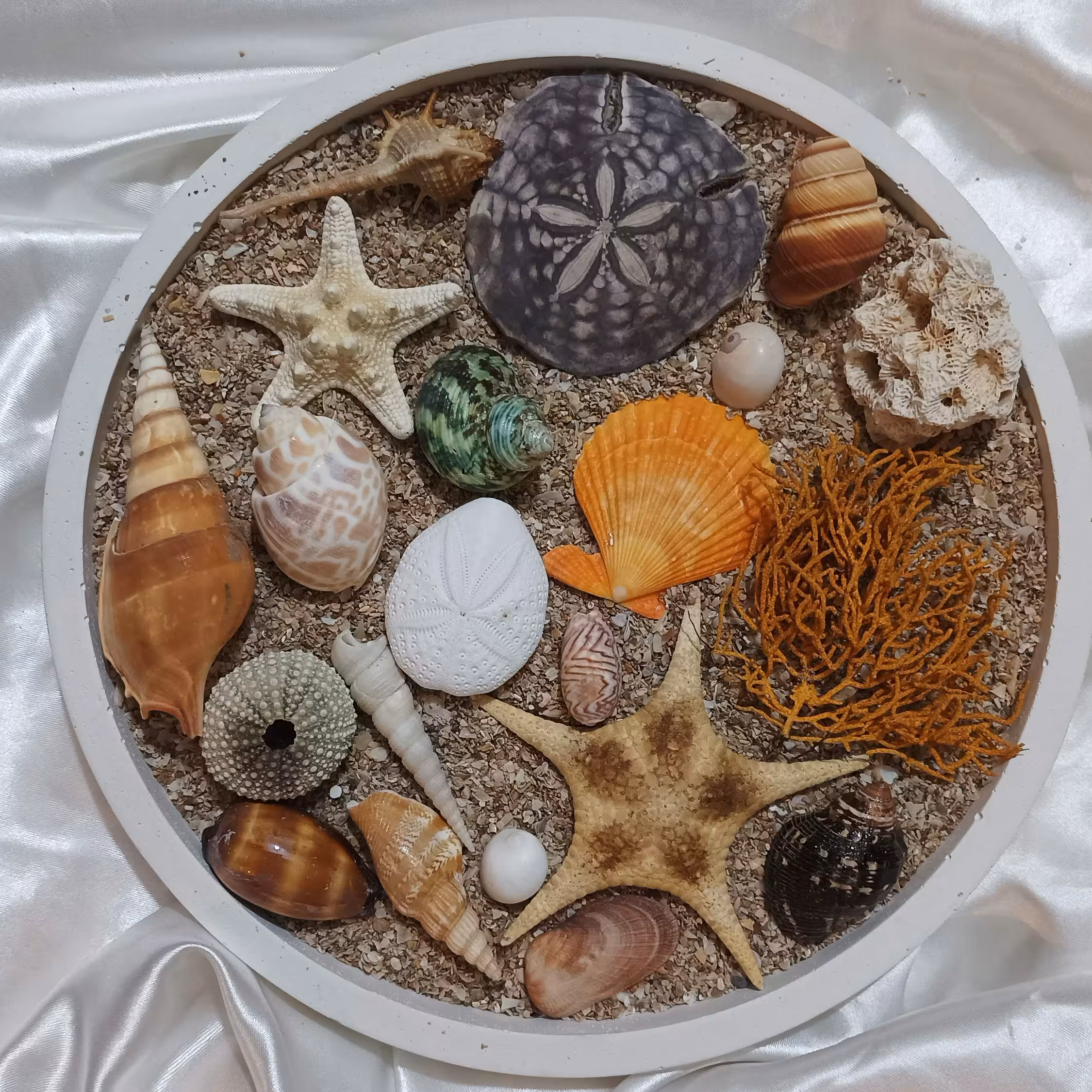 پک زیبا شامل توتیا ، سکه دریایی  ستاره و چندین مدل صدف مناسب عکاسی و دکوری
