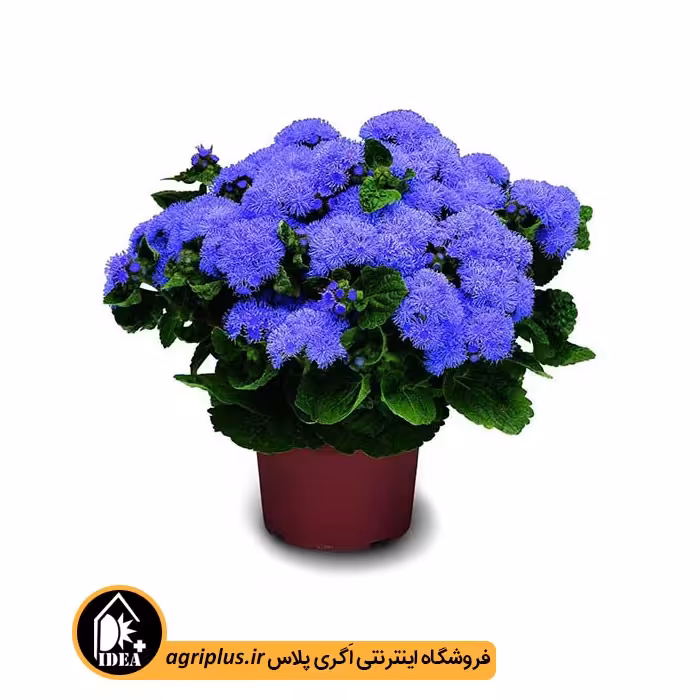 بذر گل ابری آبی