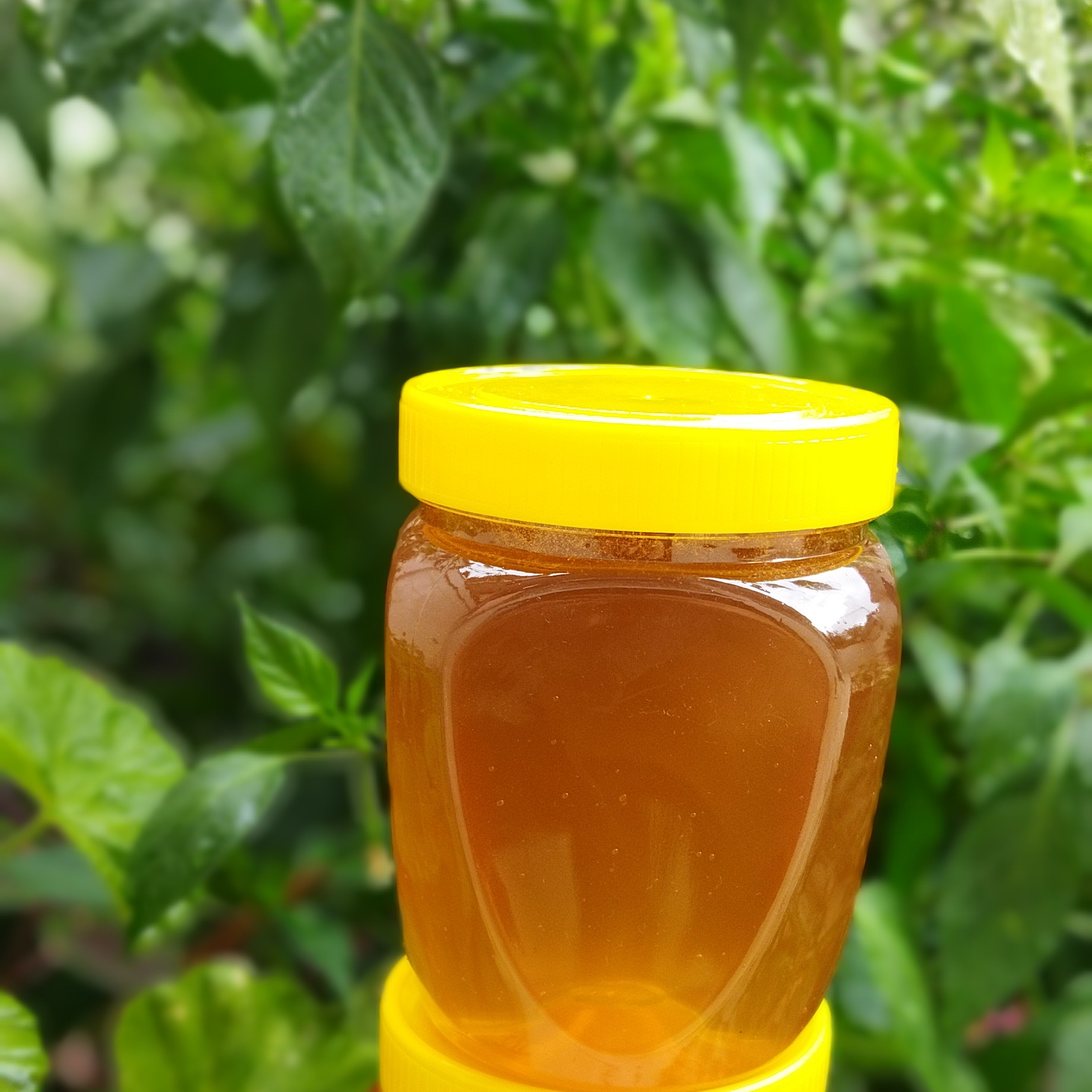 عسل طبیعی 1402