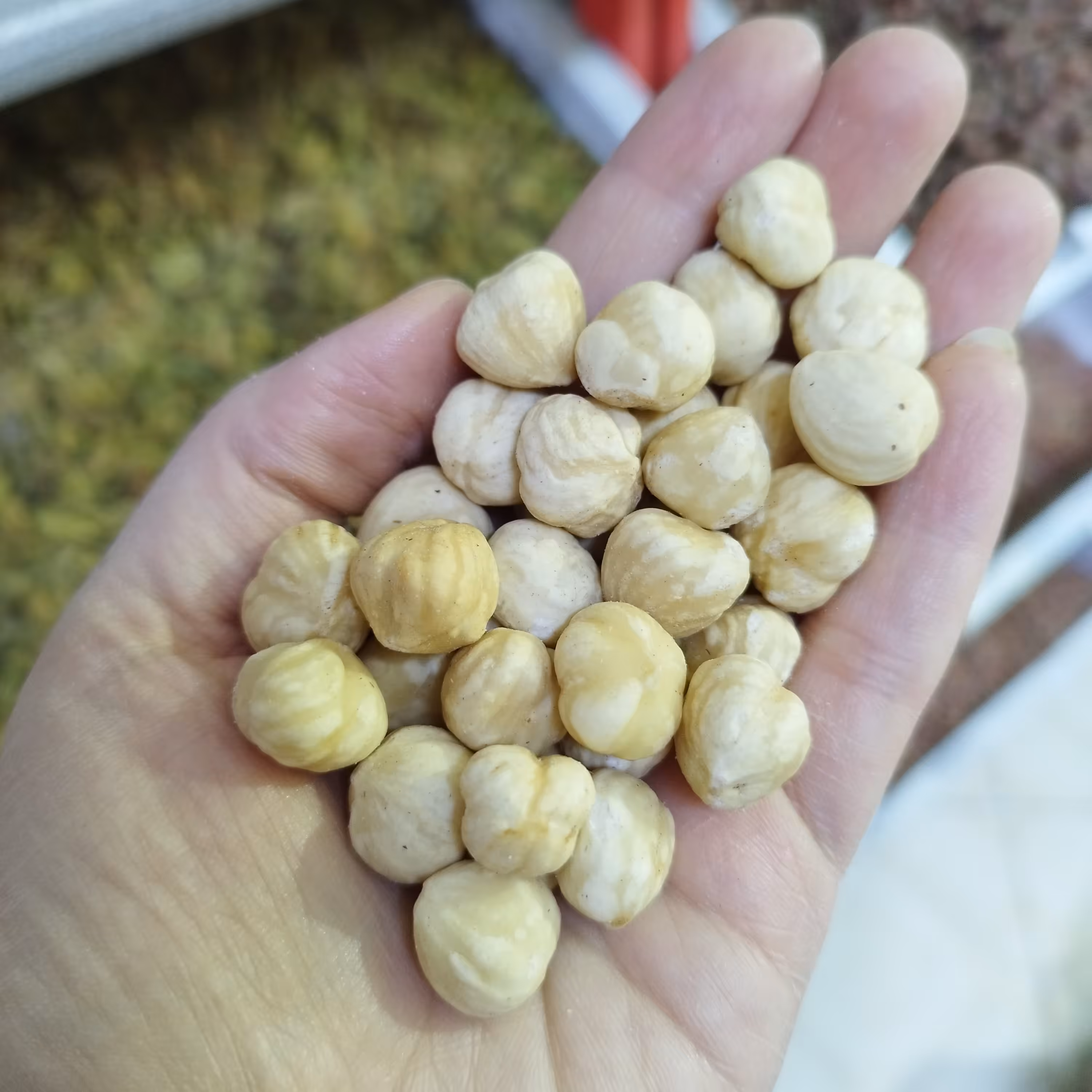 مغزفندق سفید لوکس(یک کیلو) ارسال رایگان