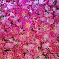 گلاب شاربن عمده