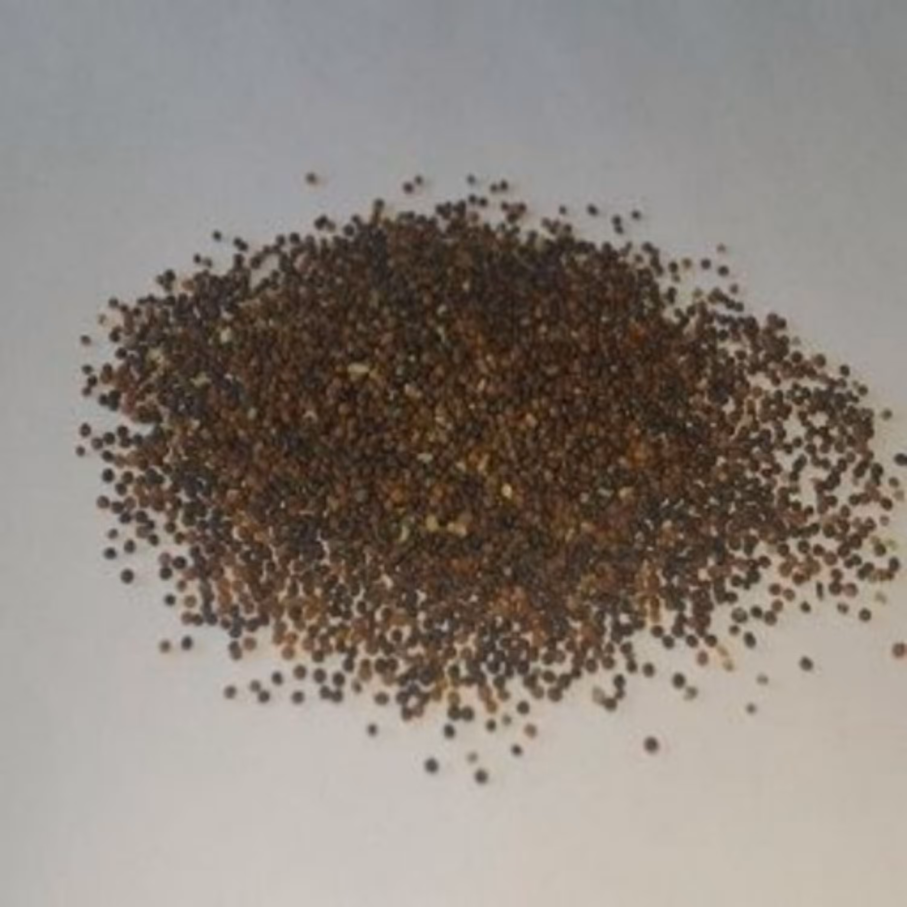 بذر آویشن باغی