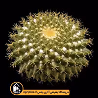 بذر کاکتوس Mammillaria Marksiana