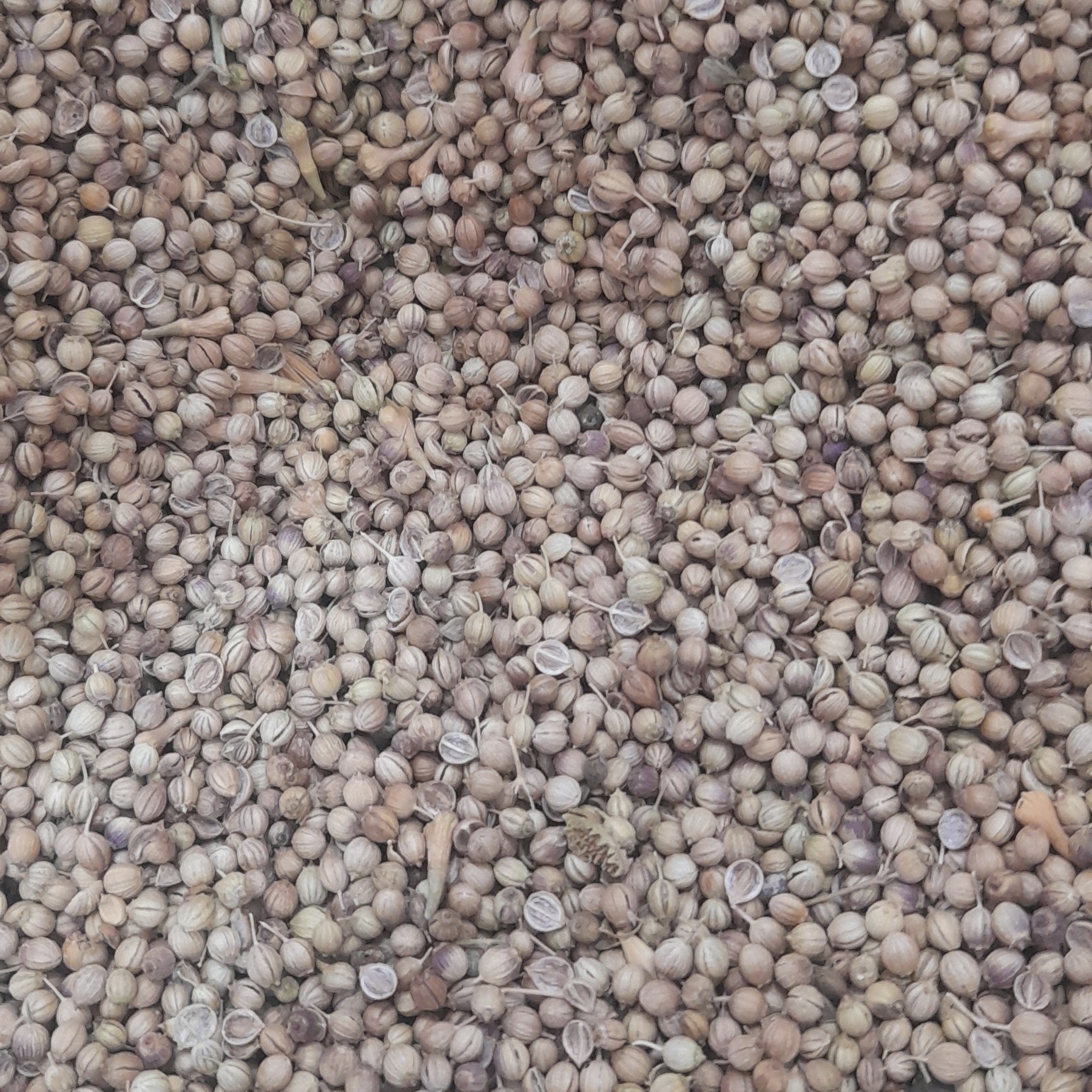 بذر گیشنیز(100گرمی)