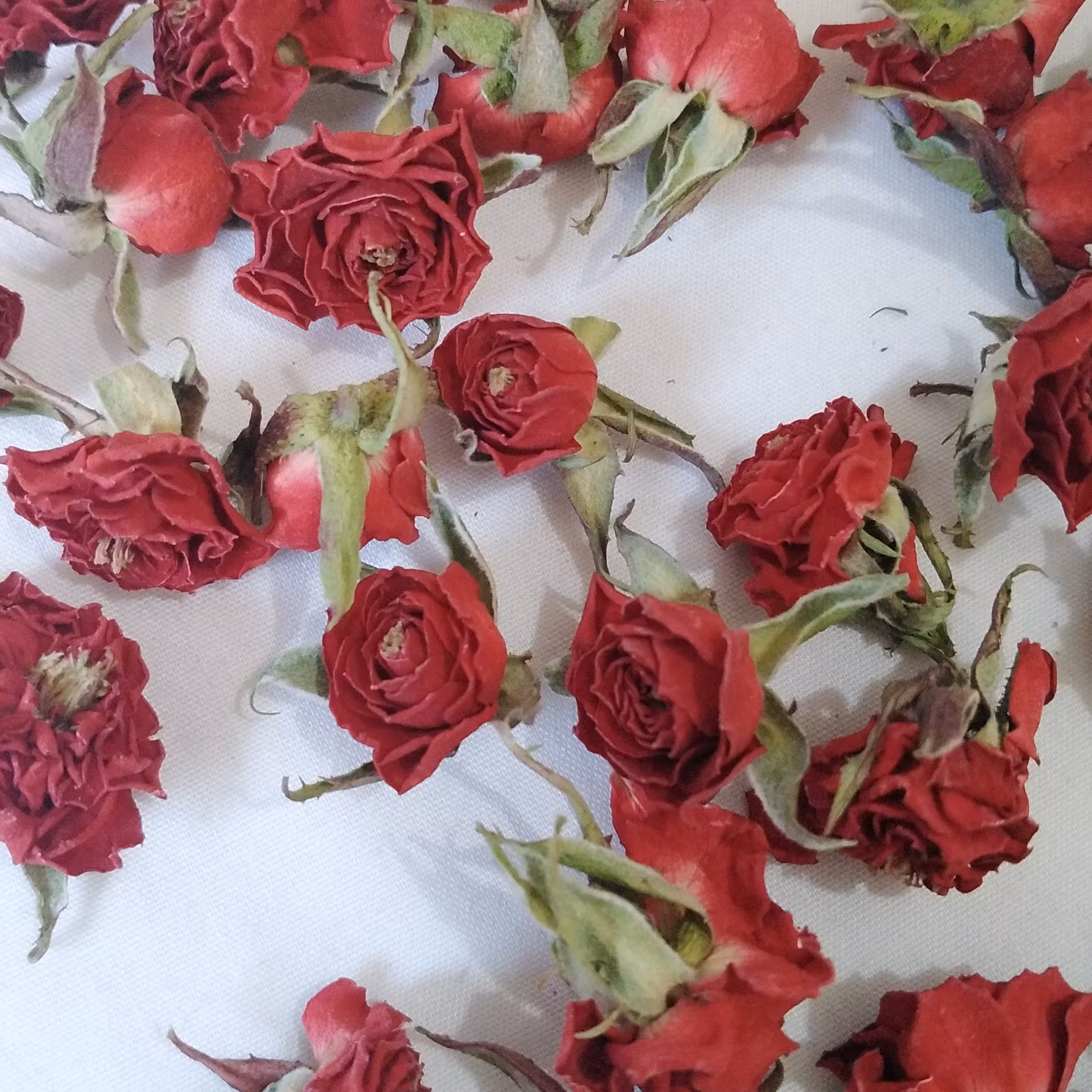 گل خشک ساناز  شکفته قرمز گوجه ای 10 عددی