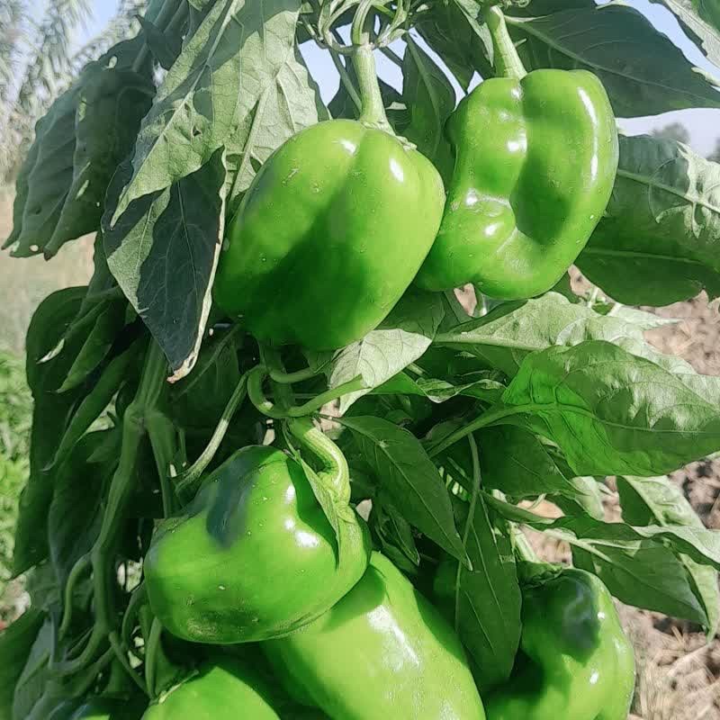 فلفل دلمه ای