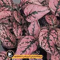 بذر گل سنگ Splash Select پن امریکن