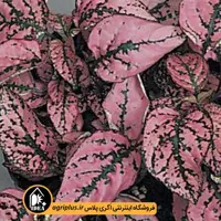 بذر گل سنگ Splash Select پن امریکن