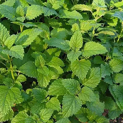 بذر بادرنجبویه