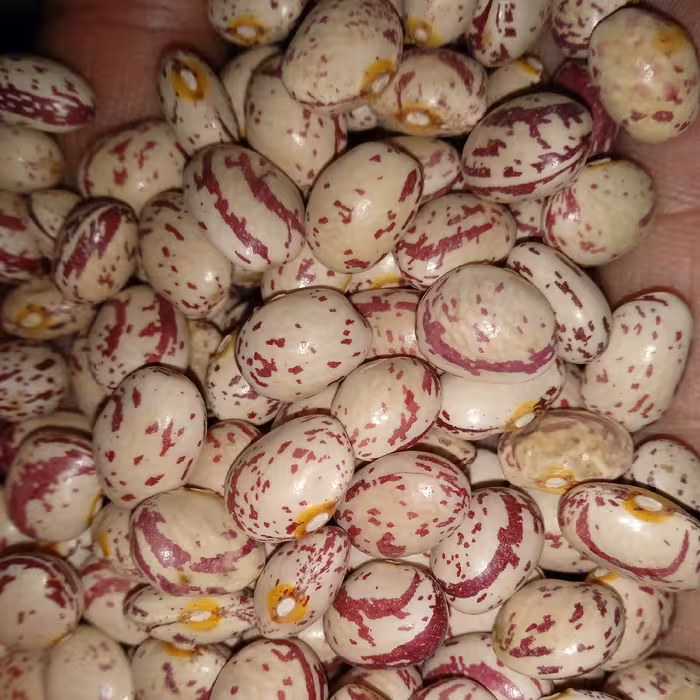 لوبیا چیتی خمین