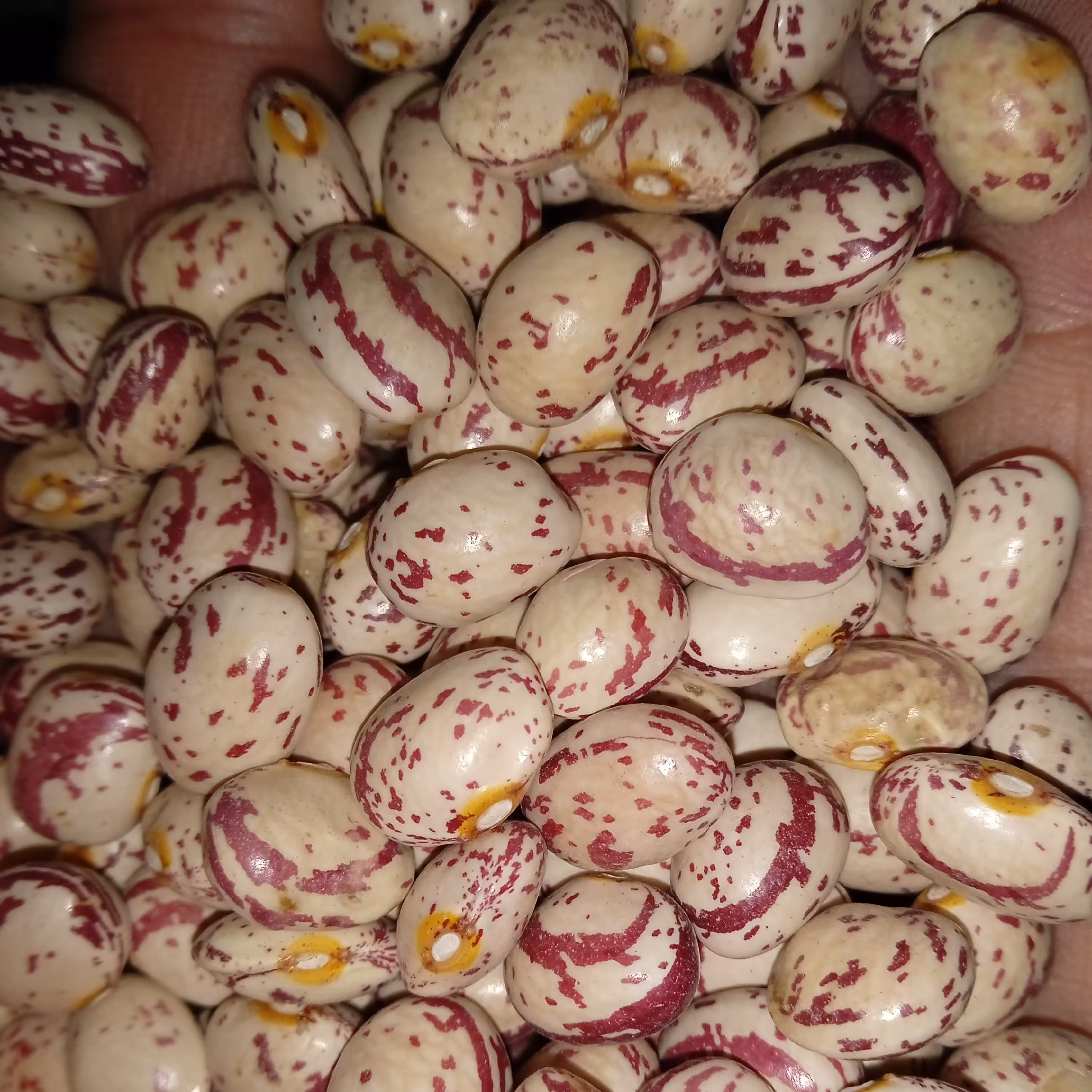 لوبیا چیتی خمین