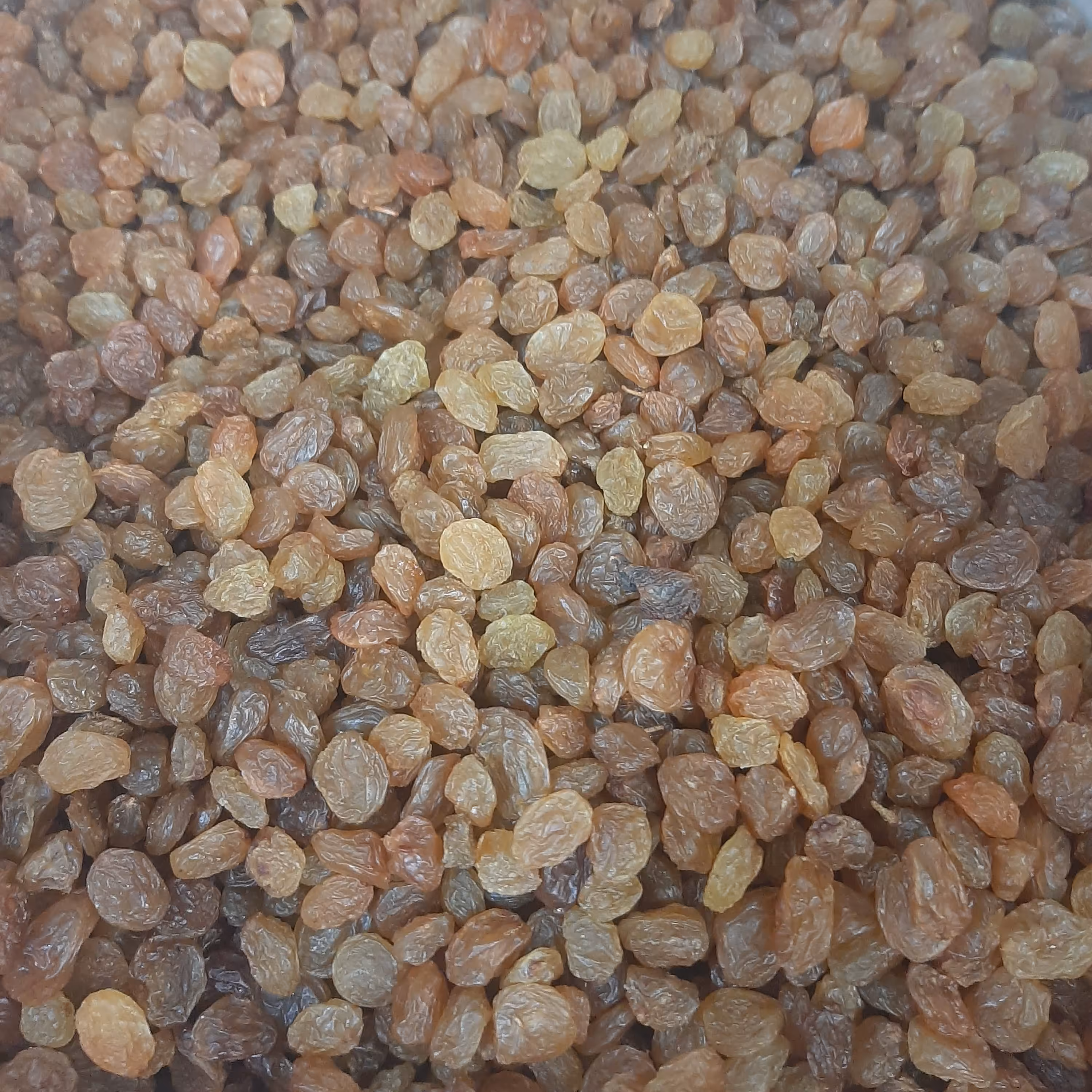 کشمش پلویی ممتاز طلایی 1000 گرمی(تضمین کیفیت)