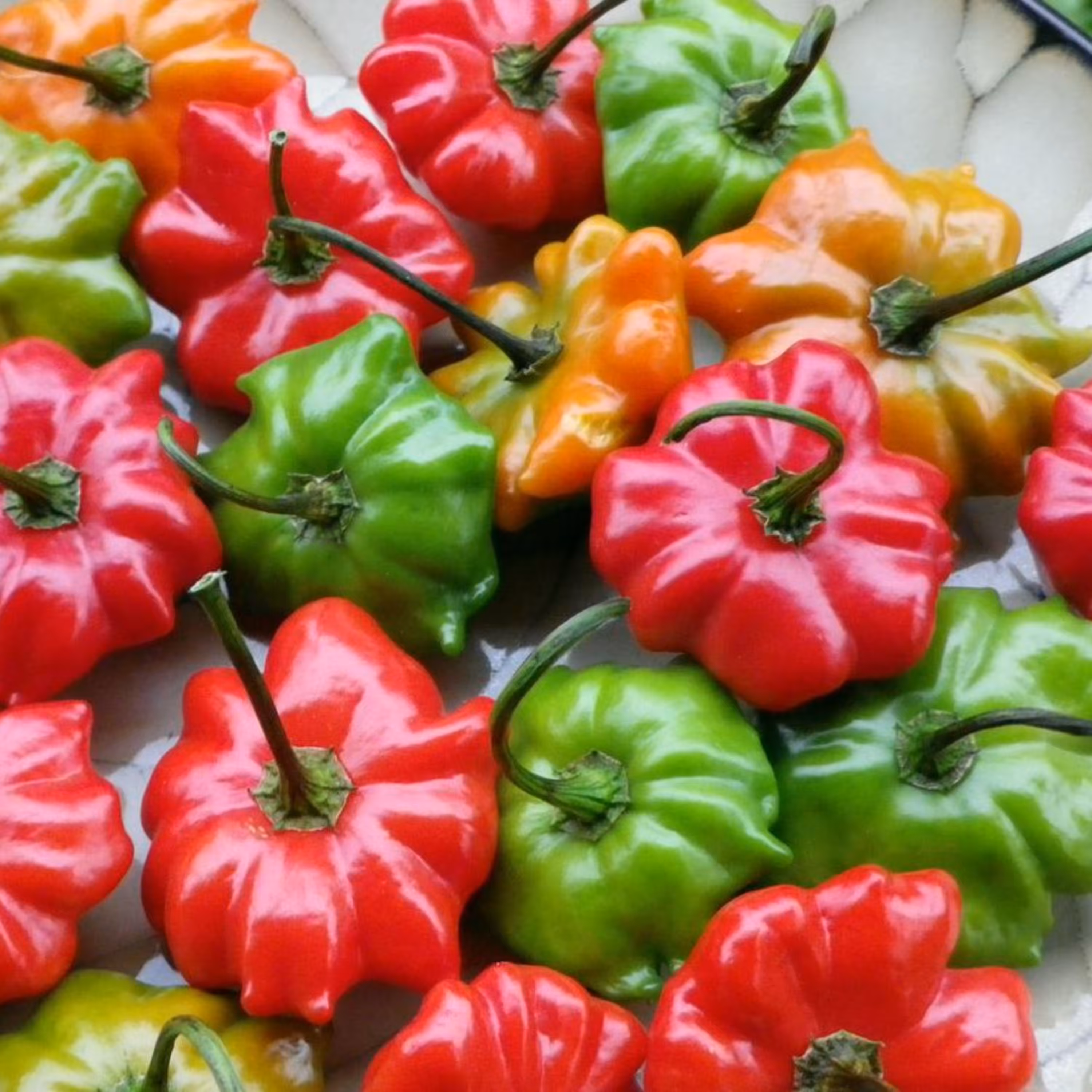 بذر فلفل ستاره میکس