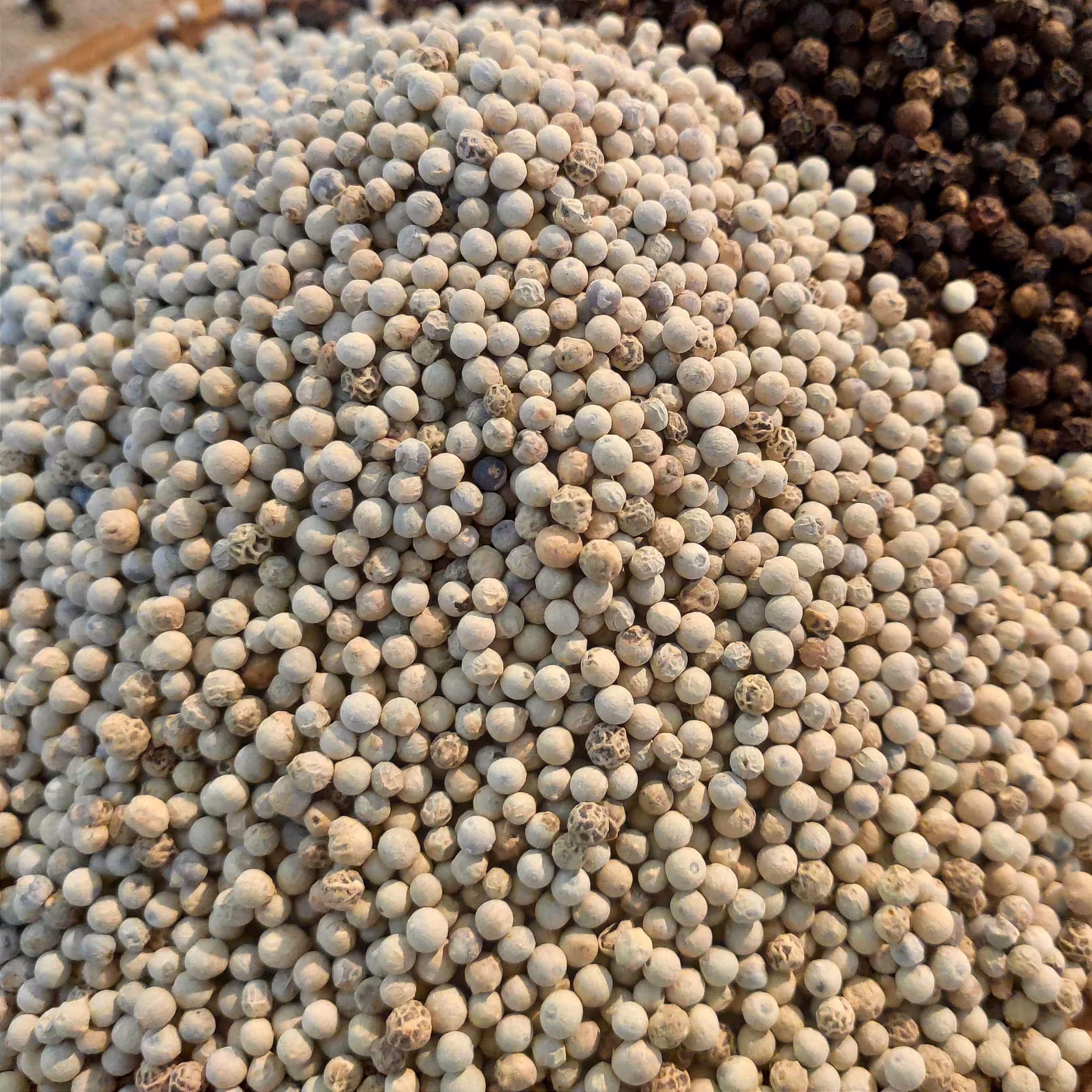 فلفل سفید اعلا تیارمزه ، ویتنامی ، تمیز و سورت شده 