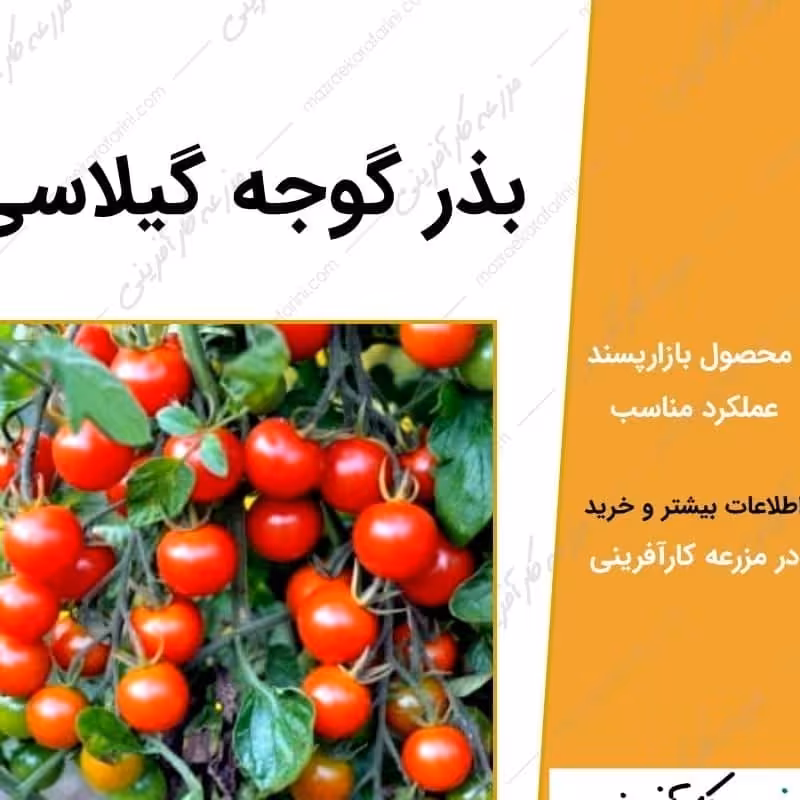 بذر گوجه گیلاسی یک بسته 