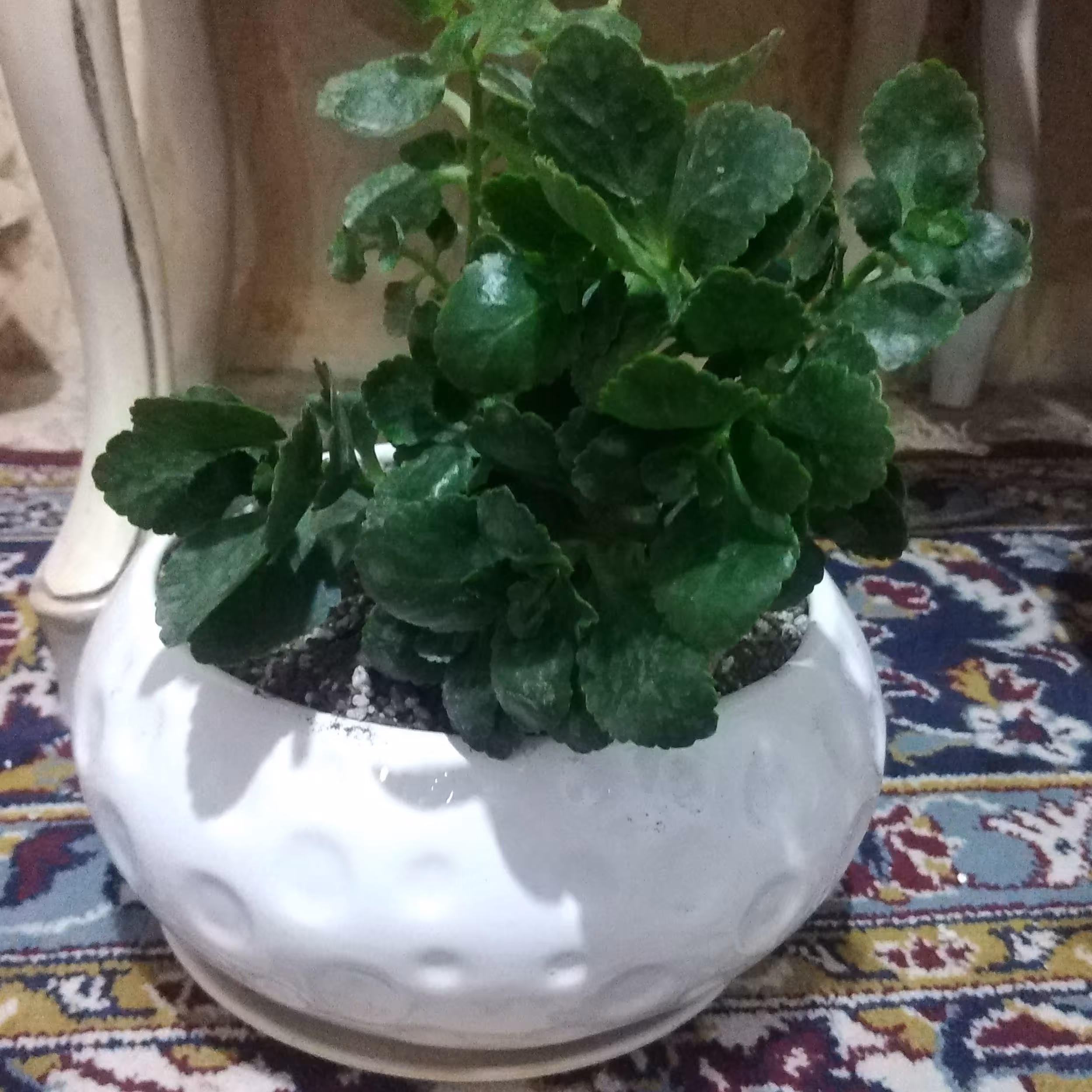 گل کالانکوئه با گلدان بونسایی سرامیکی 