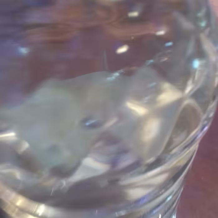 بهبود دهنده کیست کلیه