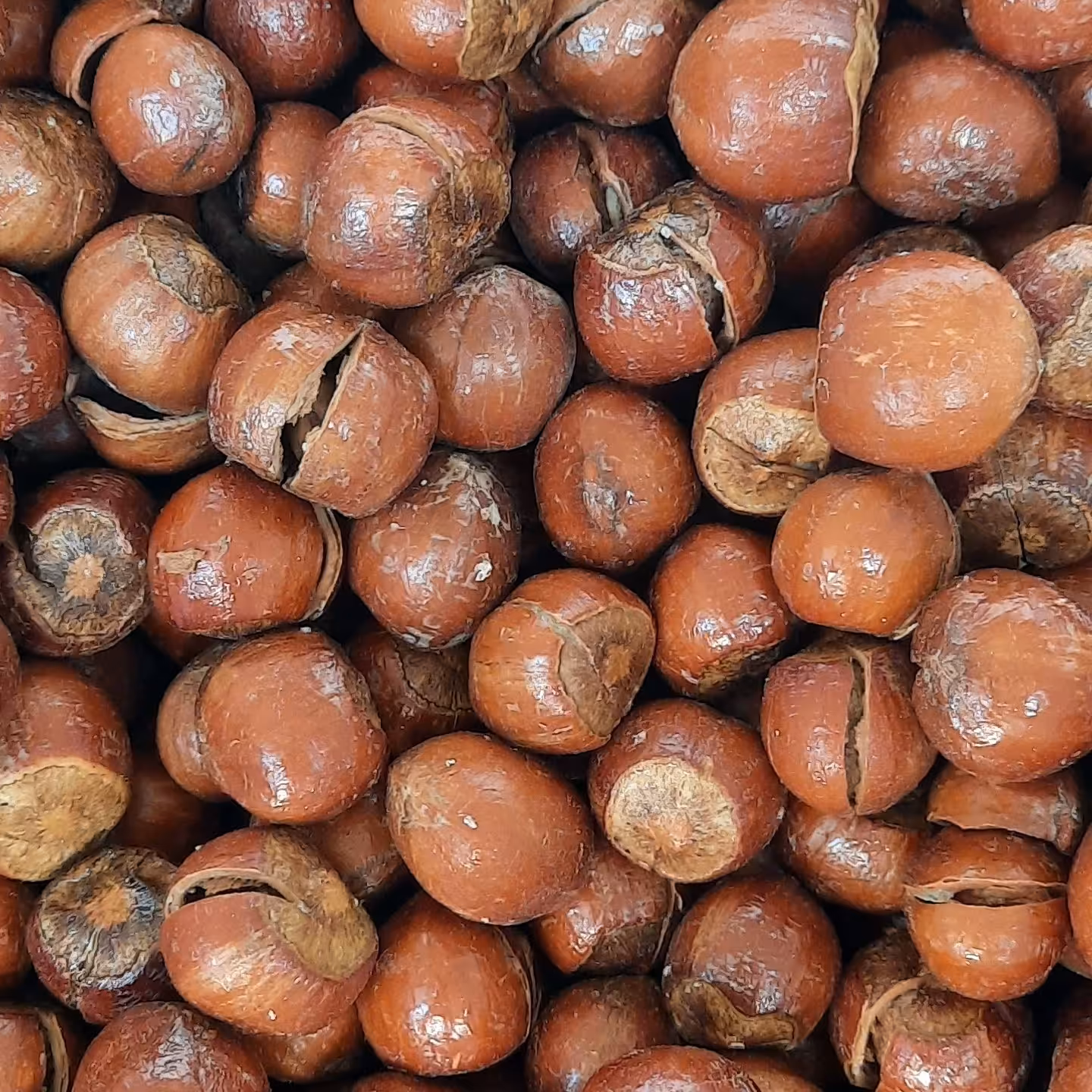 فندق شور امسالی