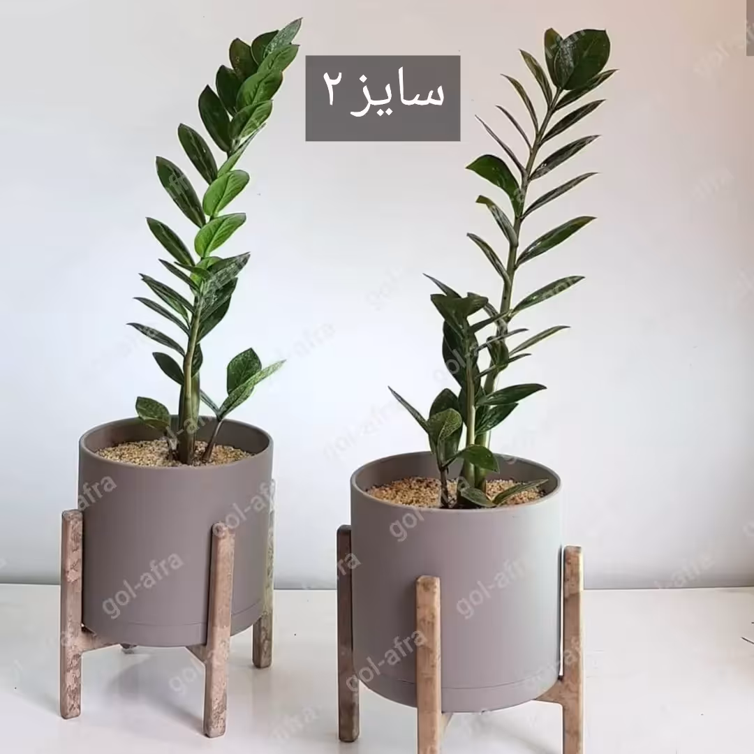 گلدان پلیمری ارسال رایگان موجودی 3 سایز بهمراه پایه.این آگهی مربوط به سایز 2