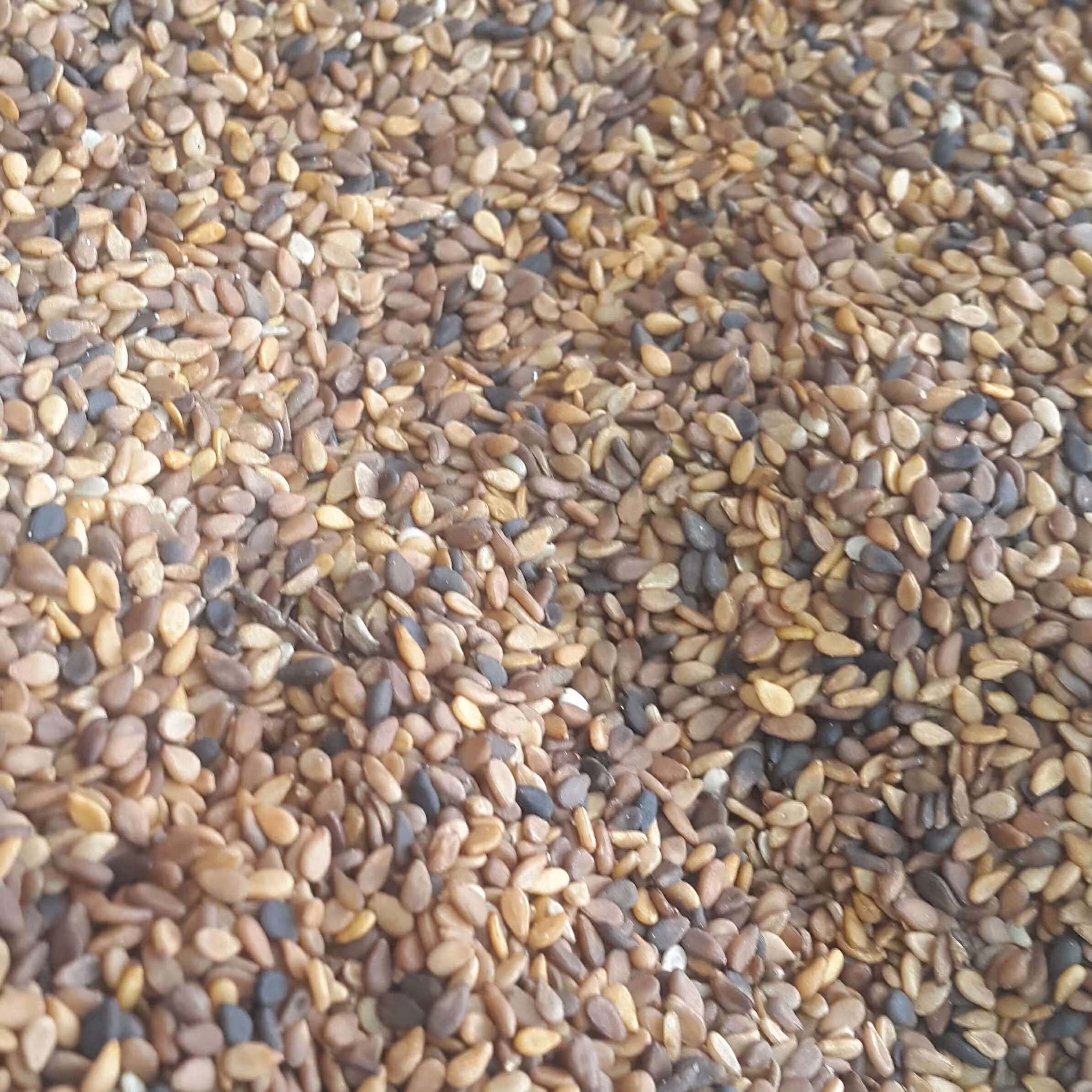 کنجد سفید بدون پوست (نیم کیلویی)