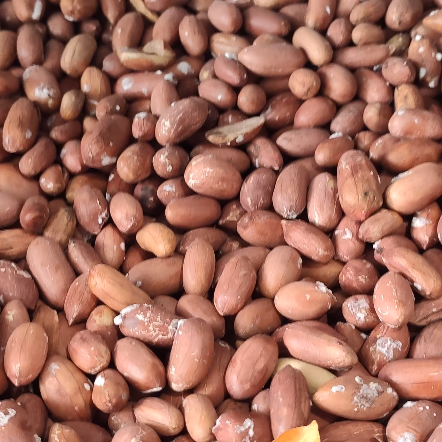 مغز بادام زمینی ریز شور درجه یک نیم کیلو 120