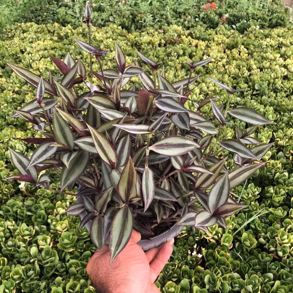 گل برگ بیدی پر پشت و با شاخه های آویز