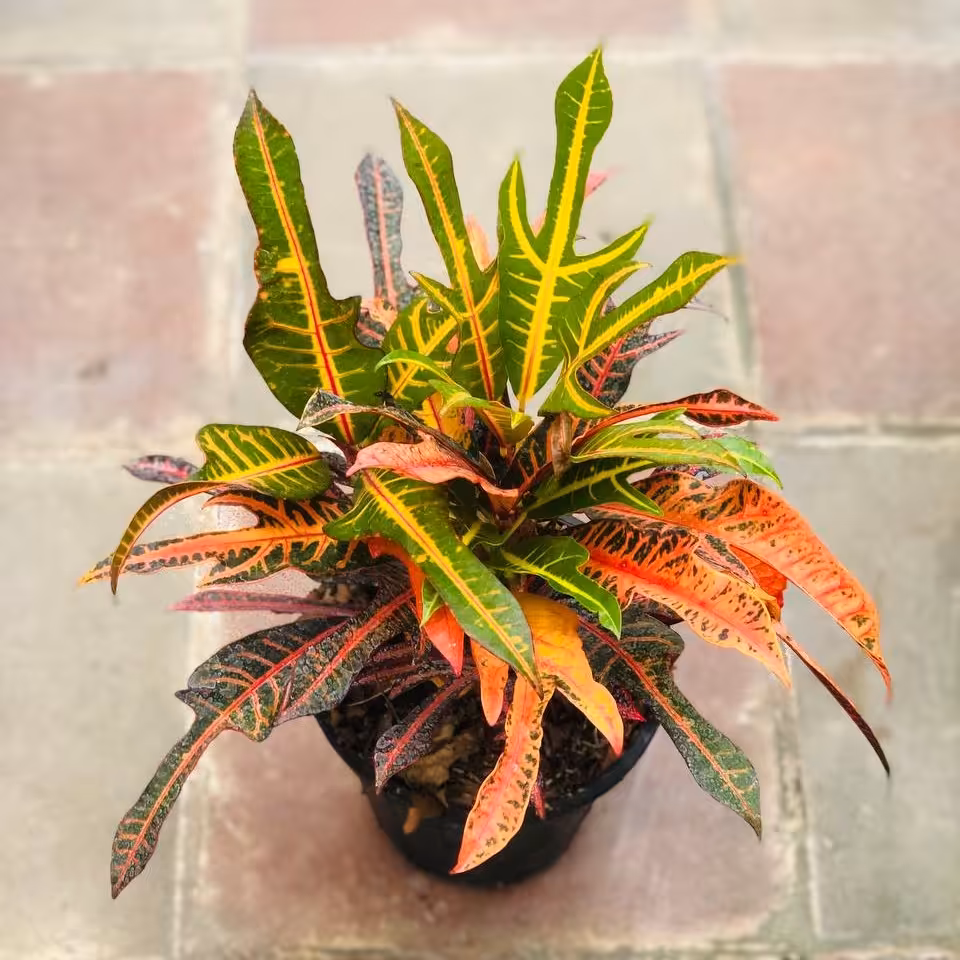 کروتون ( پنجه کلاغی تکی سایز 7 )