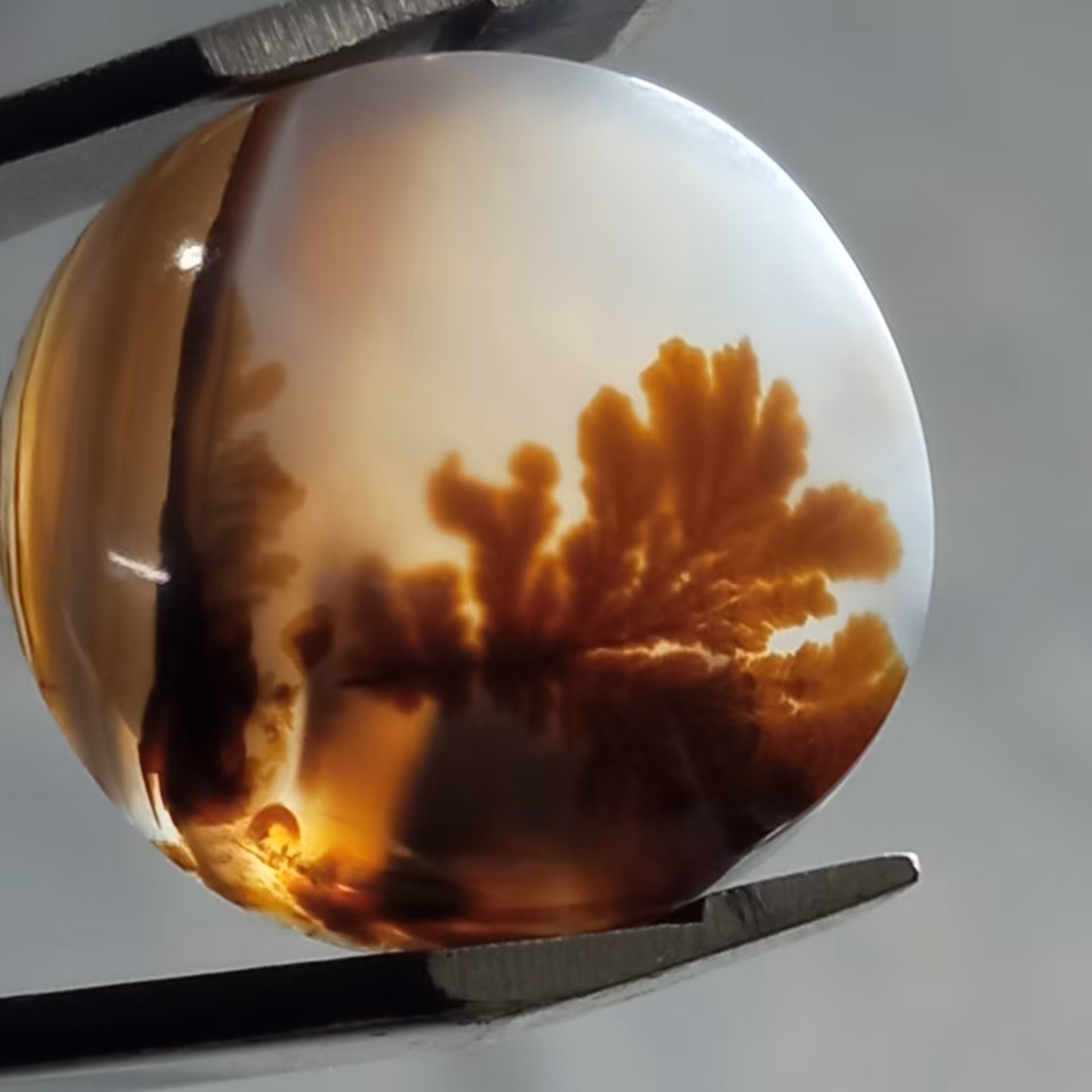 نگین بسیار زیبای شجر قائن اصل منظره زیبای درختان و سایه روی آب