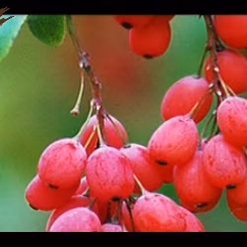 زرشک نوبرانه بصورت خوله (کارتون های 12کیلویی)