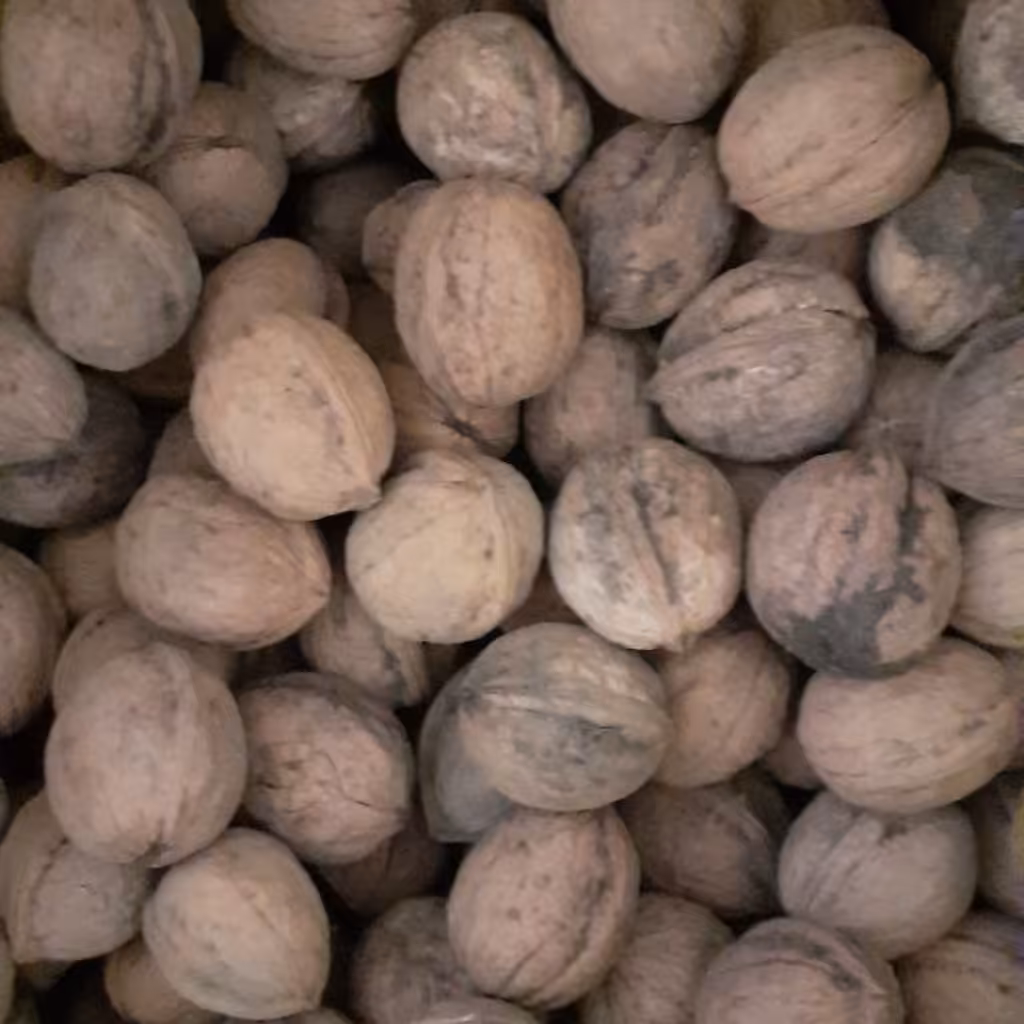 گردو تازه و پرچرب آذرشهر  ( ینگجه) آذربایجان 