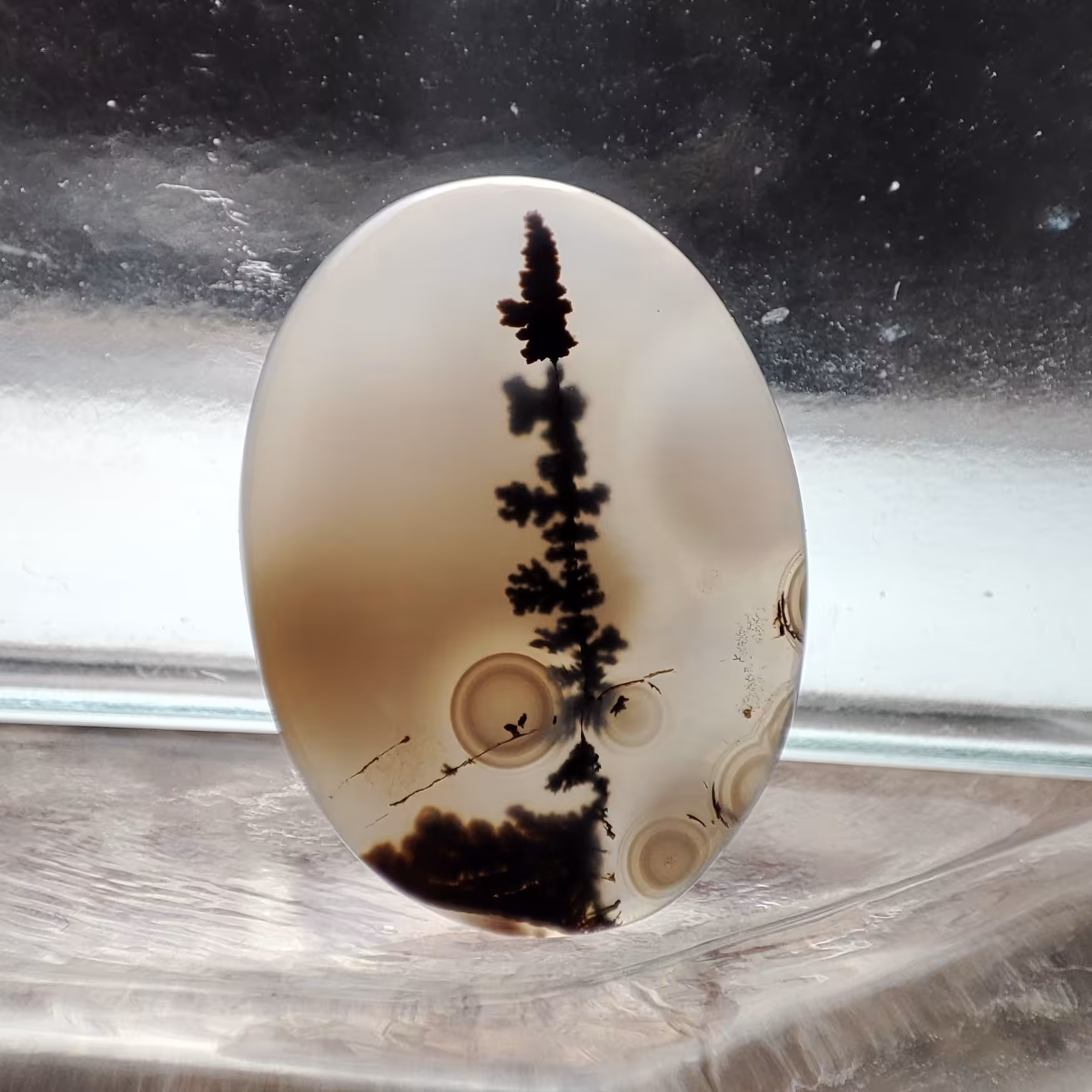 شجر قائن طبیعی و معدنی کد 917