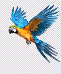 عکس PNG طوطی | گرافیک با طعم تربچه