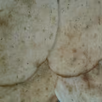 کلوچه نان شیر ی نازک ترد تازه در بسته های دو کیلویی