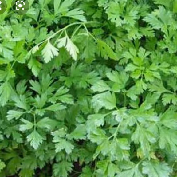 جعفری خرد شده (1000گرمی)