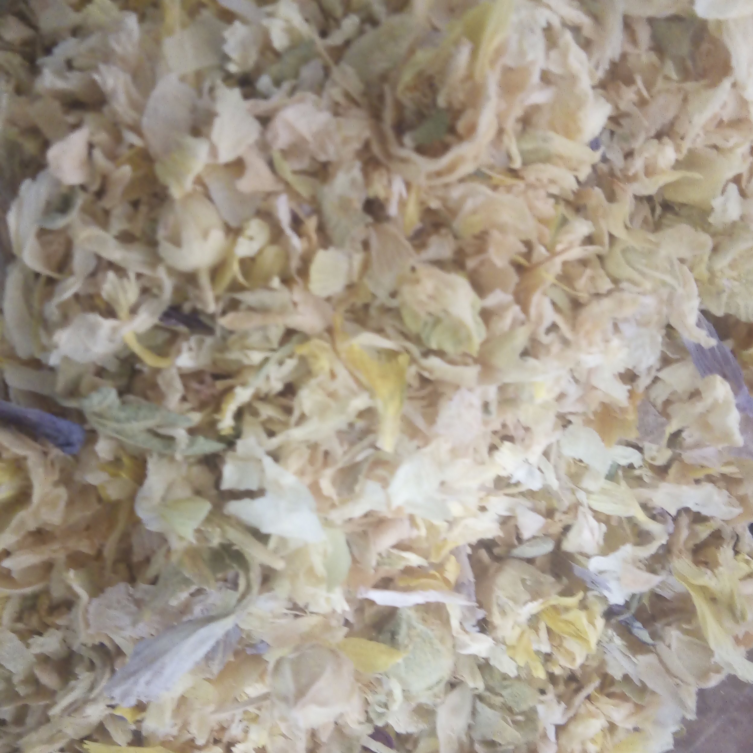 گل ختمی