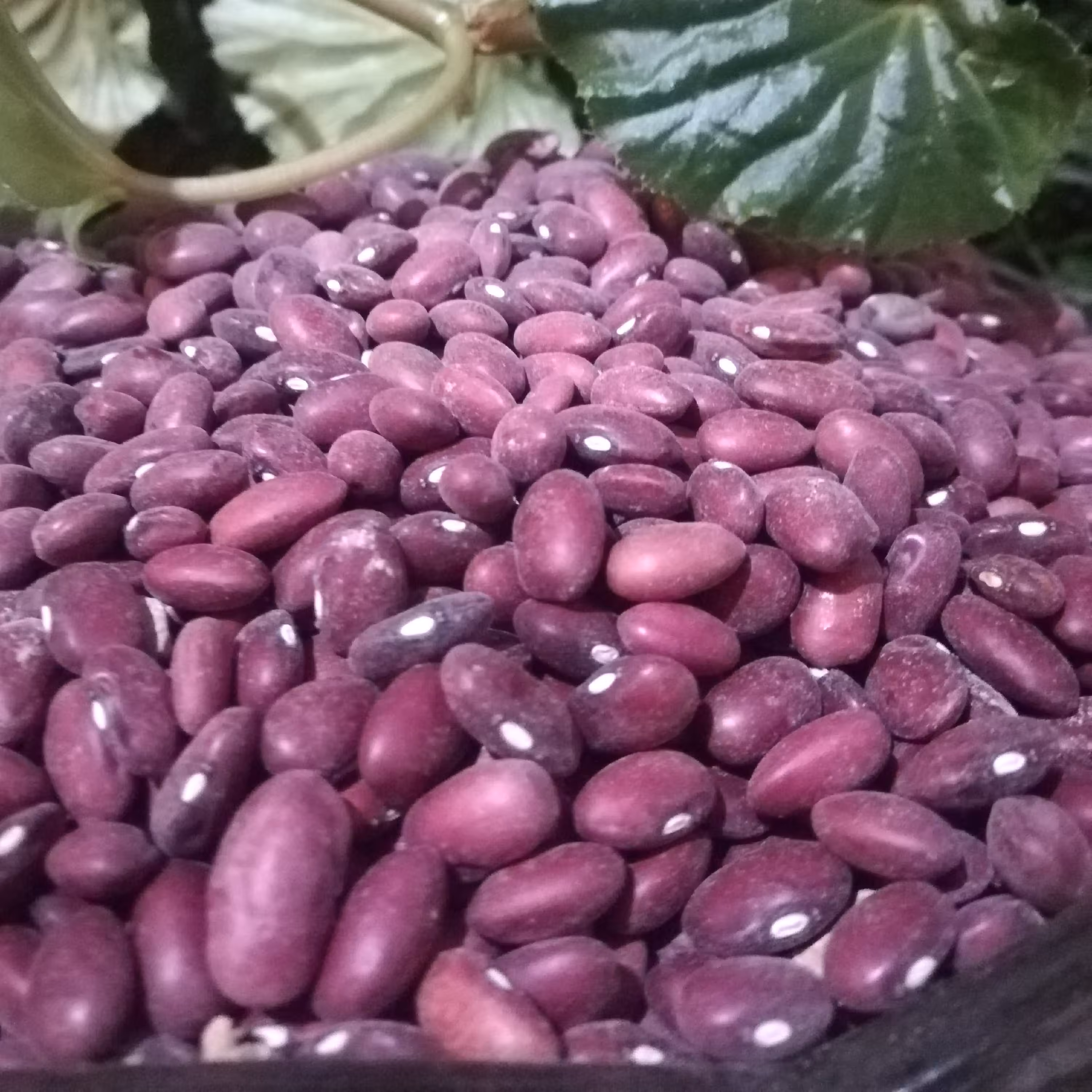 لوبیا قرمز اعلا(2 کیلو گرمی)ارسال رایگان