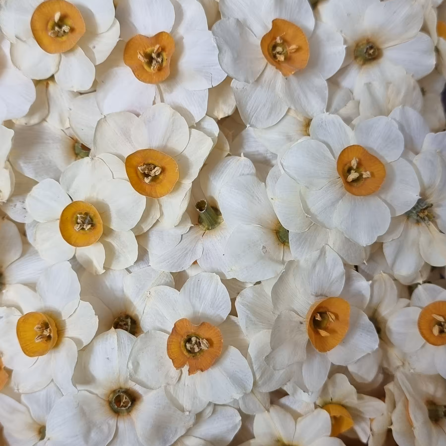 گلخشک نرگس شیرازی سایز 3 الی 4 سانتی متری تک عددی