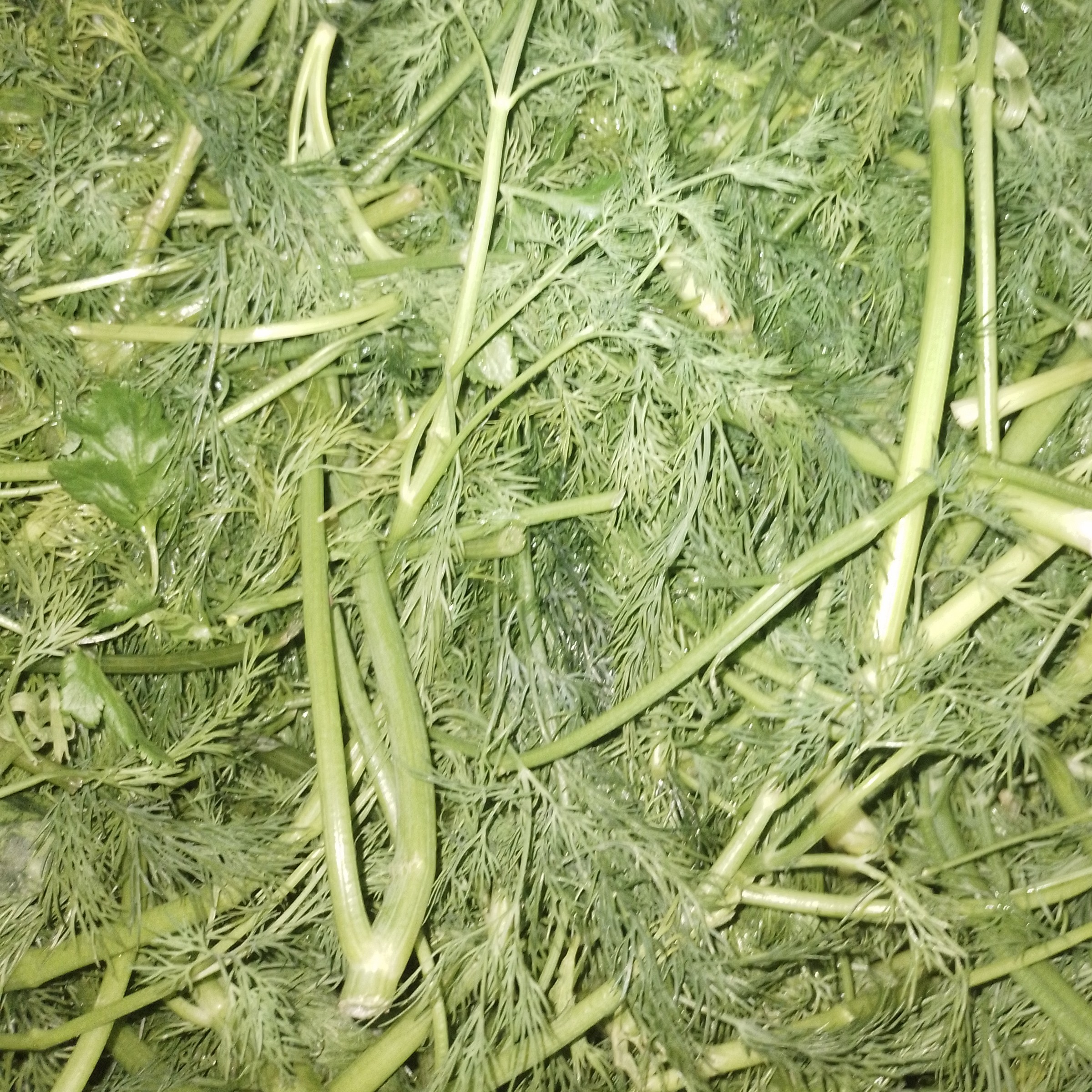 سبزی کوکو تازه نیم کیلویی( ارسال با باربری و هزینه آن بصورت پسکرایه و درب منزل میباشد)