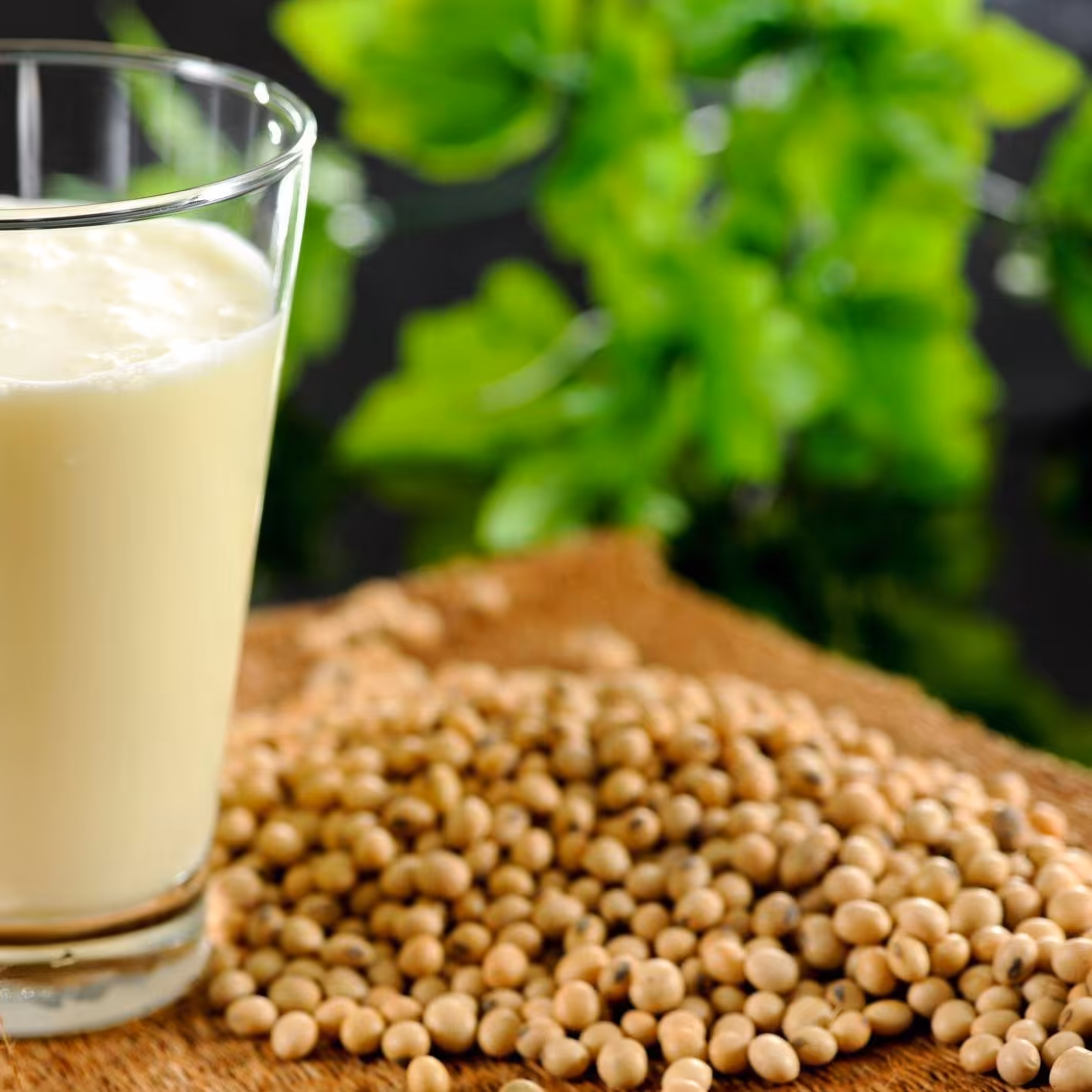 دانه خام  سویا
2400 گرم