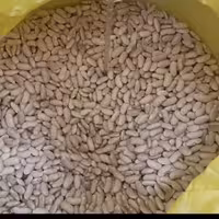 لوبیا کشاورزی( رشتی)