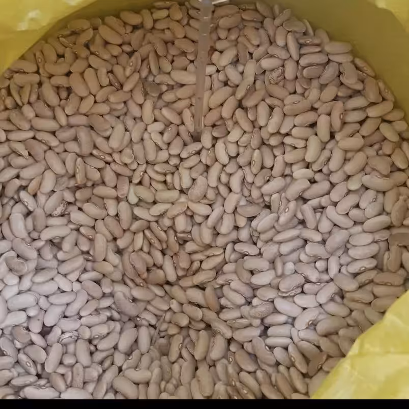 لوبیا کشاورزی( رشتی)